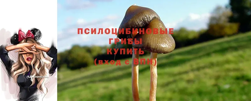 Галлюциногенные грибы Psilocybe  Палласовка 